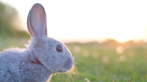 Gri Bir Tavşanın Başı Gündüz Gökyüzünün Arka Planında Yaz Günü — Stok video
