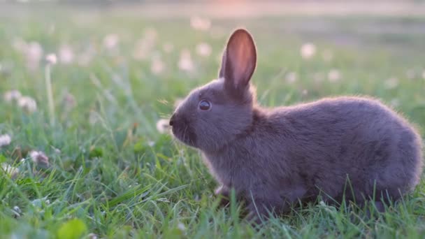 美しい黒ウサギは 散らばったタンポポの間の明るい夏の日に緑の草の上に座っています 夏の日に投影するバニー — ストック動画
