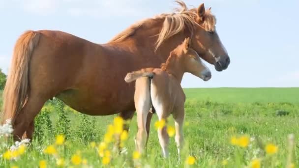 Źrebak Dorosły Koń Polu Pośród Pięknych Dzikich Kwiatów Tle Błękitnego — Wideo stockowe