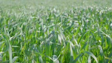 Tarlada rüzgarda sallanan buğday filizleri. Baharda tahıl ekinleri