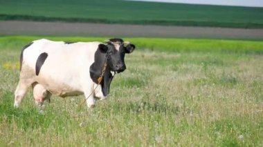 Güzel siyah beyaz bir inek mavi gökyüzüne karşı bir çayırda otluyor. Köydeki özel bir çiftlikte inek yetiştiriyorlar.