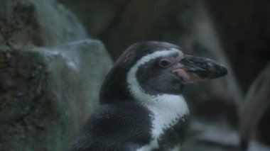 Siyah ve beyaz penguen olarak bilinen uçamayan bir kuş karanlıkta bir kayanın yanında duruyor. Gagası ve karasal yapısı onu bilimsel çalışmalar için büyüleyici bir konu yapıyor..