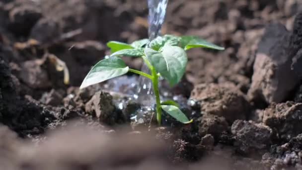 Nahaufnahme Eines Wasserstroms Der Auf Eine Junge Pflanze Fällt Sämling — Stockvideo