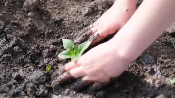 Bir Kadın Eli Genç Bir Bitkiyi Kara Toprağa Eker Bahar — Stok video