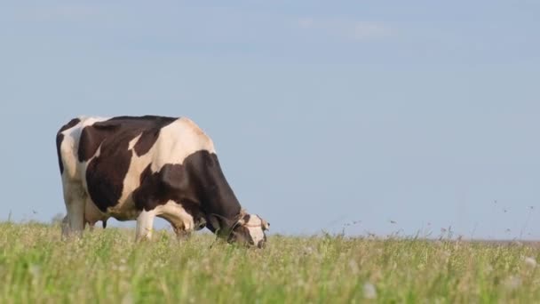 Όμορφο Βίντεο Μια Αγελάδα Βόσκει Ένα Χωράφι Ενάντια Στον Γαλάζιο — Αρχείο Βίντεο