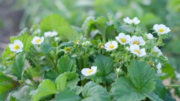 Молоді Полуничні Рослини Покриті Білими Квітами Вирощування Полуниці Навесні Бідна — стокове відео