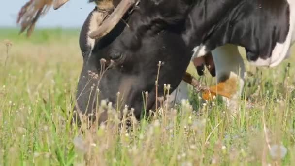 Eine Schwarz Weiße Kuh Grast Auf Einem Feld Zwischen Dichtem — Stockvideo
