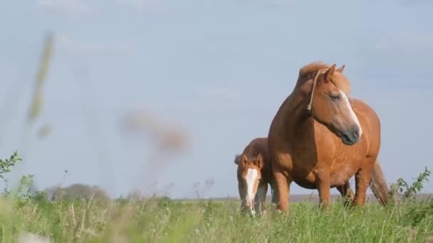 Silný Silný Plnokrevný Kůň Hříbaty Pastvinách Mezi Velkou Zelenou Trávou — Stock video