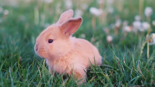 Fare Video Pasqua Con Coniglietto Divertente Coniglio Salta Nei Denti — Video Stock
