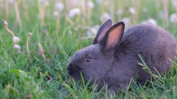 Дорослий Чорний Кролик Сидить Зеленій Траві Яскравий Літній День Їсть — стокове відео