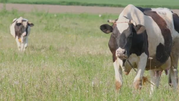 Ζωικό Κεφάλαιο Βοσκότοπους Ασπρόμαυρες Αγελάδες Στο Χωράφι Στο Φόντο Του — Αρχείο Βίντεο