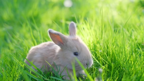 Hermoso Conejo Rojo Está Sentado Medio Hierba Verde Joven Conejo — Vídeos de Stock