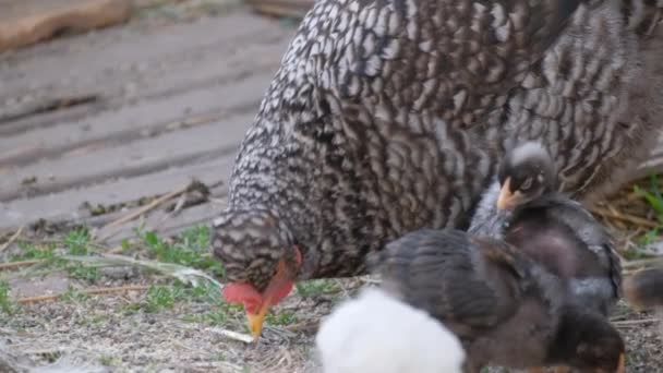 Gray Speckled Hen Little Chicks Pecks Grain Mother Hen Chicks — Stock Video