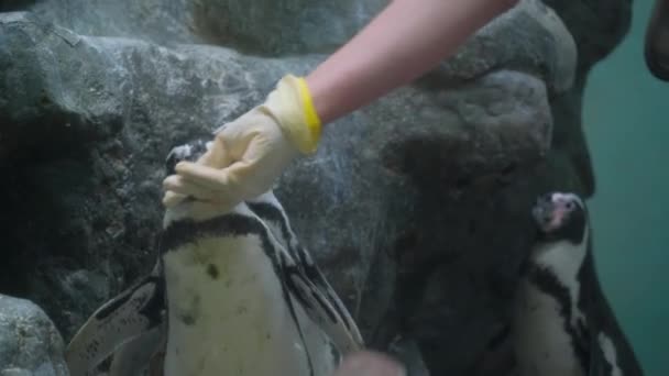 Een Persoon Interageert Met Een Pinguïn Een Watergevulde Omgeving Een — Stockvideo