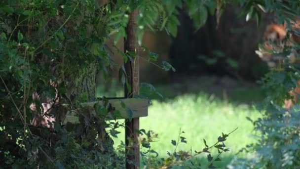 Wooden Cross Stands Verdant Field Encircled Trees Creating Serene Natural — Stock Video