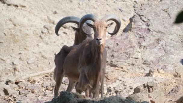 岩場の風景に並んで立っているヤギ テノープのペア 角を持つこれらの陸上の動物は しばしばパック動物や家畜として使用される多目的な働く動物です — ストック動画