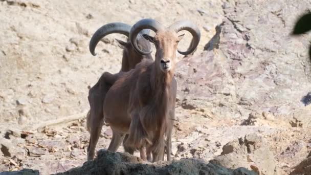 岩の上に立っているヤギ テノープのペアは 彼らの雄大な角を示しています これらの陸上の動物はヤギの品種に属し 家畜や作業動物として人気があります — ストック動画
