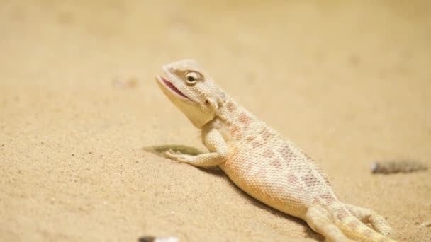 Масштабная Рептилия Частности Ящерица Сидит Песчаной Поверхности Ландшафте — стоковое видео