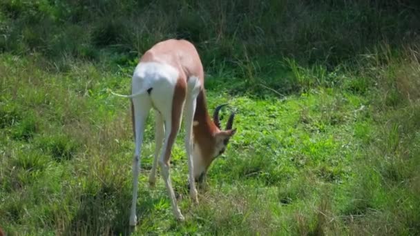 カーニバル犬の品種は草原の自然の風景で 植物と芝生に囲まれた草原でガゼル放牧を見ています — ストック動画