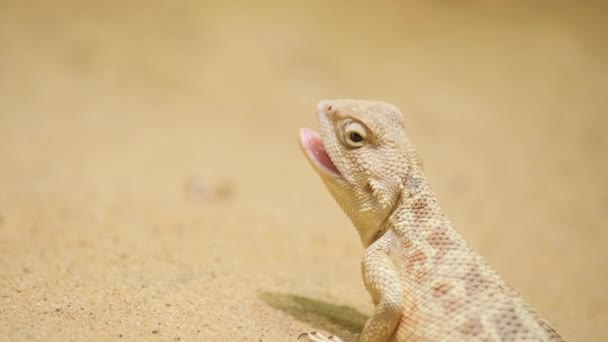 一只有鳞的爬行动物 伸出舌头在沙滩上 在风景中展示它的陆地本性 — 图库视频影像