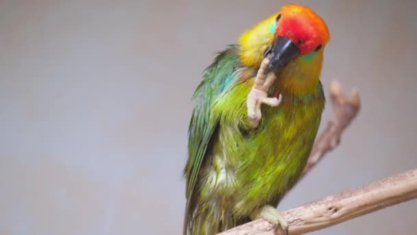 Uccello Vibrante Con Becco Piume Colorate Appollaiato Ramo Questa Macro — Video Stock
