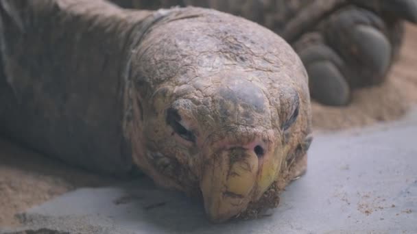 Zbliżenie Żółwia Chelonoidis Zwierzęcia Lądowego Leżącego Ziemi Pobliżu Skały Drewnianego — Wideo stockowe