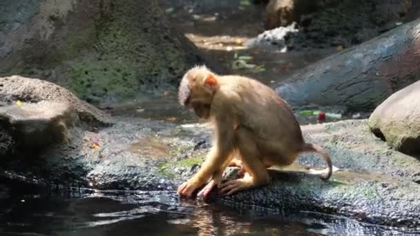 Een Landdier Jungle Een Aap Drinkt Vloeibaar Water Uit Een — Stockvideo