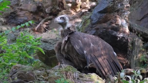 Bird Prey Perched Large Rock Surrounded Trees Jungle Its Sharp — Stock Video
