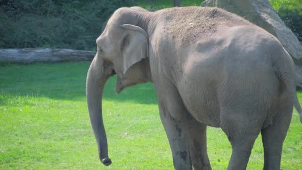 Ein Indischer Elefant Steht Auf Einer Wiese Und Demonstriert Seine — Stockvideo