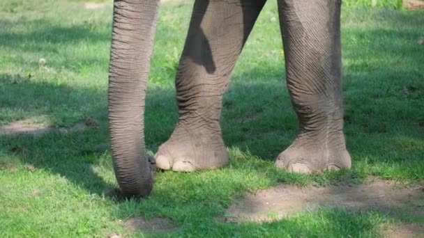 Ένα Κοντινό Πλάνο Που Δείχνει Ελέφαντες Γερά Πόδια Μέσα Στο — Αρχείο Βίντεο
