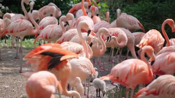 一群粉色的火烈鸟聚集在他们的自然环境中 被拍在地上的一张照片中 — 图库视频影像