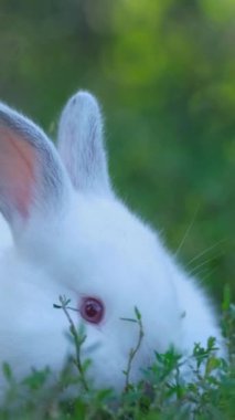 Kırmızı gözlü beyaz bir tavşan, karasal bitkiler ve çim yapraklarıyla çevrili çimenlerde huzur içinde dinlenirken görülebilir..