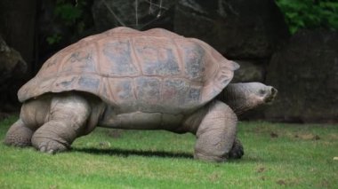 Kaplumbağa olarak da bilinen Chelonoidis otlak arazisinde yavaşça ilerliyor. Bu karasal hayvan Geoemydidae ailesinin bir üyesidir..