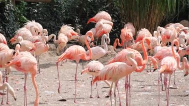 Bir grup büyük flamingo, pembe su kuşları, toprak bir arazide kendilerine has gagalarıyla duruyorlar..
