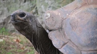 Bir Chelonoidis, Gopher kaplumbağası, bir karasal sürüngen, çimlerin üzerinde duruyor, kamerayı izliyor..