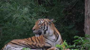 Bir Bengal kaplanı ormanda dinleniyor, dili dışarıda. Felidae familyasına ait bu etoburun bıyıkları ve burnu vardır..