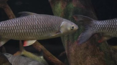 Yüzgeçleri ve kuyrukları olan bir elektrikli mavi balık sürüsü su dolu bir tankın içinde suyun altında yüzüyor. Bu sahne deniz biyolojisi ve akvaryum için balık tedariği ile ilgilidir..