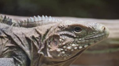 Makro fotoğrafçılık, bir ejderha kertenkelesinin başını yakına çekiyor. Iguania ailesinden ölçekli bir sürüngen, doğal ortamında bir dala tünemiş..