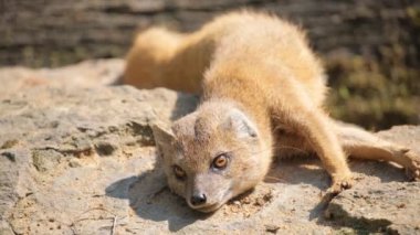Küçük bir etobur hayvan, muhtemelen tüylü bir köpek türü, bir kayanın üzerinde yatıyor..