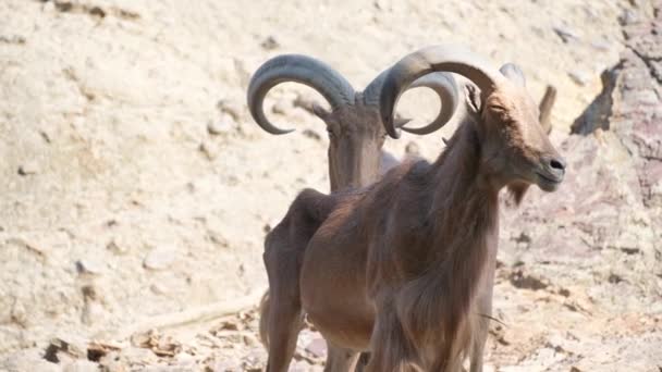 Paio Animali Allevamento Capre Antilopi Con Corna Piedi Nel Paesaggio — Video Stock