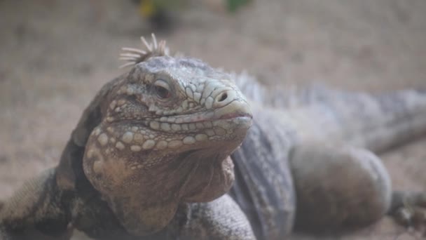 Крупним Планом Ящірка Наземна Камера Ігуани Рептилії Дикої Природи Кіготь — стокове відео