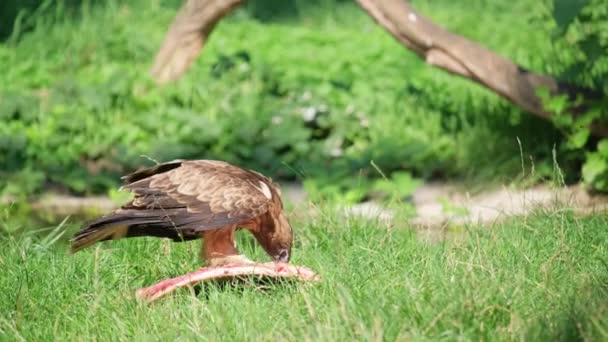 家族のファシアン科からの陸生鳥は ガリヤシのイベントでそのビークを使用して 草の上に肉を食べていることが発見されました — ストック動画