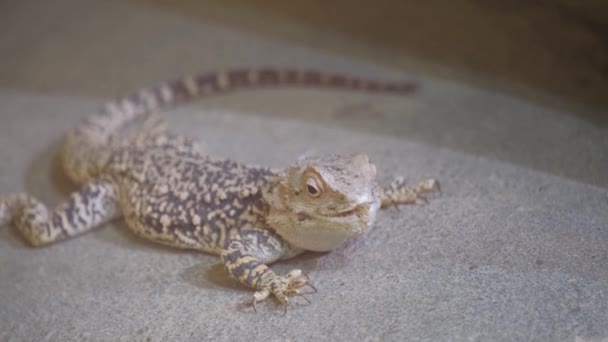 Een Geschaald Reptiel Een Hagedis Rust Een Tapijt Een Huis — Stockvideo
