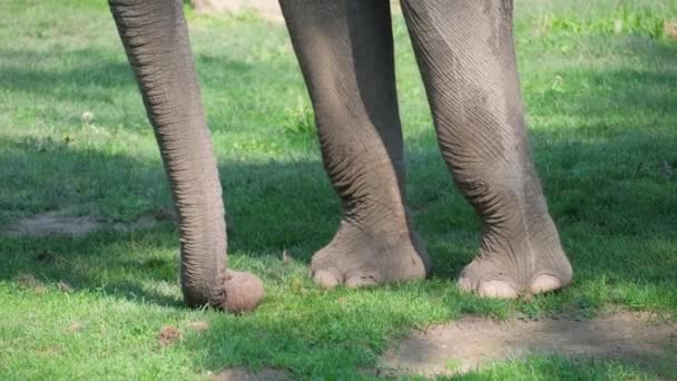 Eine Detaillierte Ansicht Eines Elefantenbeins Das Gras Steht Zeigt Die — Stockvideo