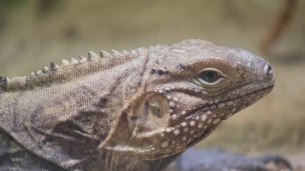 在惊人的宏观摄影中 一只蜥蜴把头靠在岩石上 展示了鳞片爬行动物的特征 见证这只属于伊瓜尼亚亚目的陆生动物的美丽 — 图库视频影像