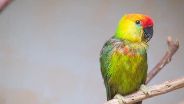 Ένας Ζωντανός Παπαγάλος Πολύχρωμα Φτερά Σκαρφαλώνεται Χάρη Ένα Κλαδί Επιδεικνύοντας — Αρχείο Βίντεο