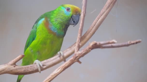 Žhavý Zelený Papoušek Barevným Peřím Sedí Větvi Stromu Mává Křídly — Stock video