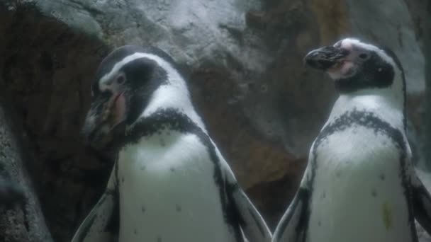 Twee Vliegloze Pinguïns Landdieren Kruipen Samen Een Rotsachtig Oppervlak Markeren — Stockvideo