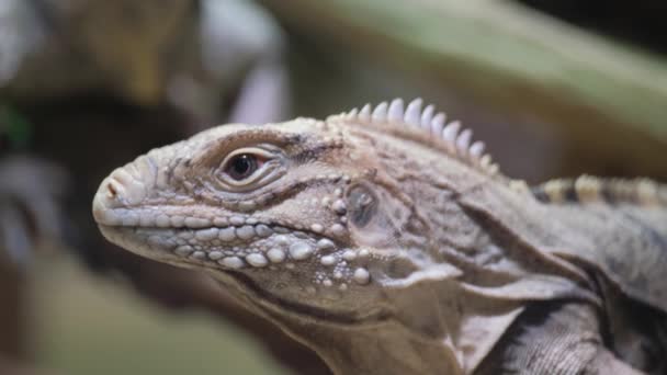 这是一张巨龙蜥蜴的宏观照片 它是一种来自鬣蜥科的陆生动物 直接看着摄像机 展示了其鳞片般的头的特写 — 图库视频影像