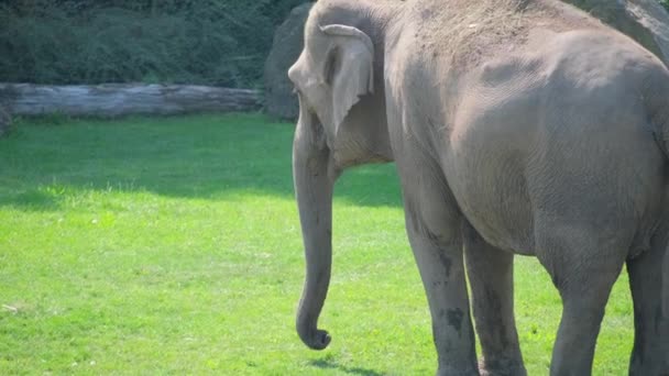 Zwei Elefanten Landtiere Mit Haaren Stehen Zusammen Auf Einem Feld — Stockvideo
